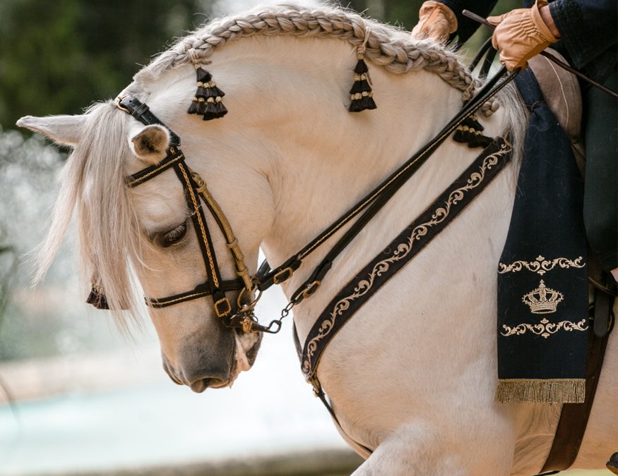 La Real Escuela Andaluza del Arte Ecuestre ofrece mañana una exhibición extraordinaria con motivo de la festividad del Pilar