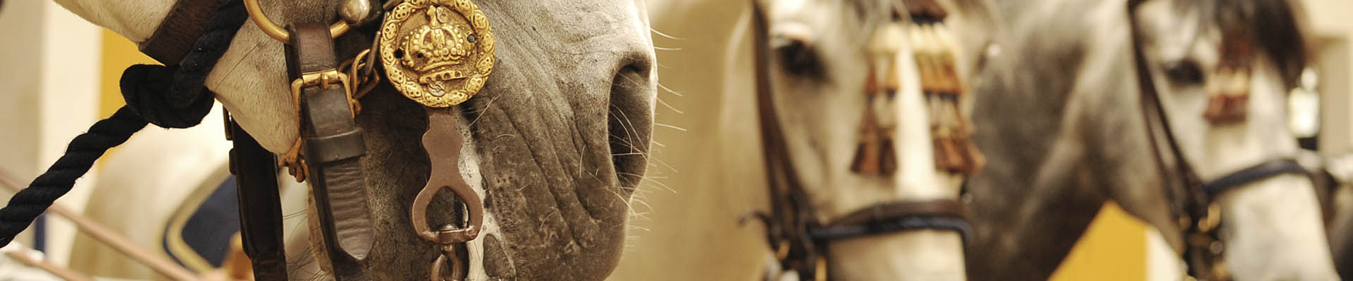 Cabecera caballo licitaciones