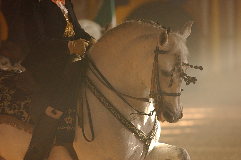 Photos Horses Fundaci n Real Escuela Andaluza Del Arte Ecuestre