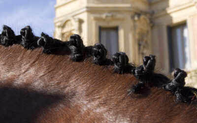 Subasta de caballos y yeguas